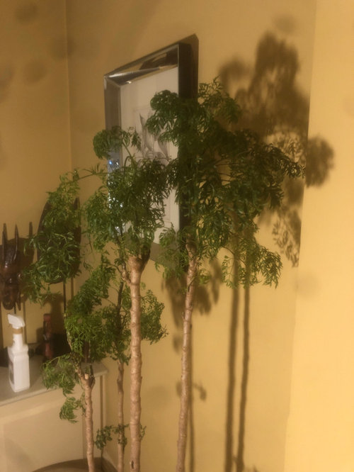 Scale bugs vs Neem Oil