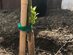 Avocado Tree - Trying to save...