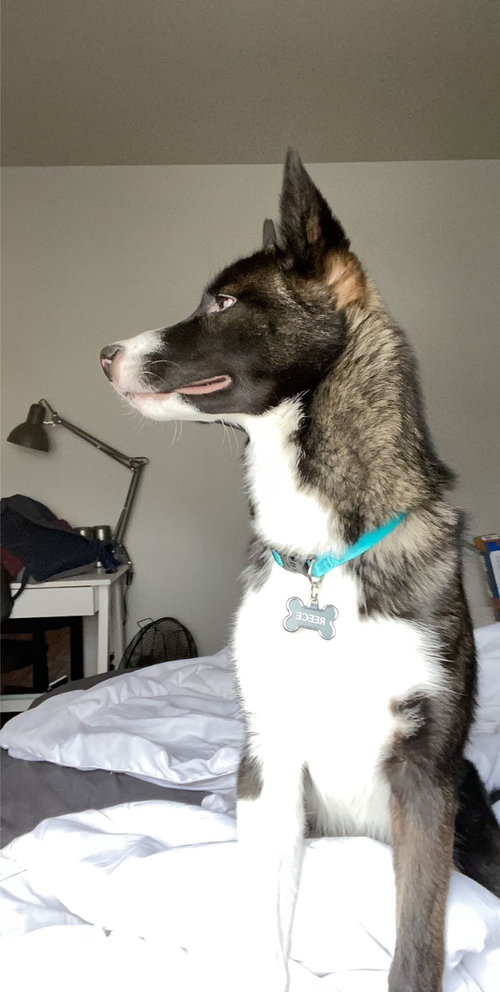 Should I take my dog back to the rescue.