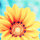 7afsa