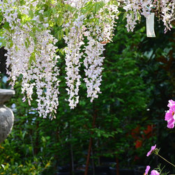 Garden Centre - Plants
