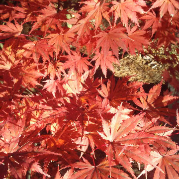 Japanese Maples