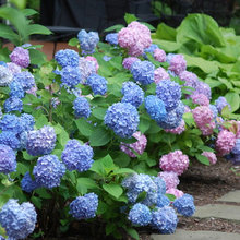 Landscaping Ideas