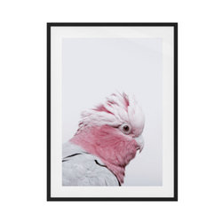 The Galah Print - Prints And Posters