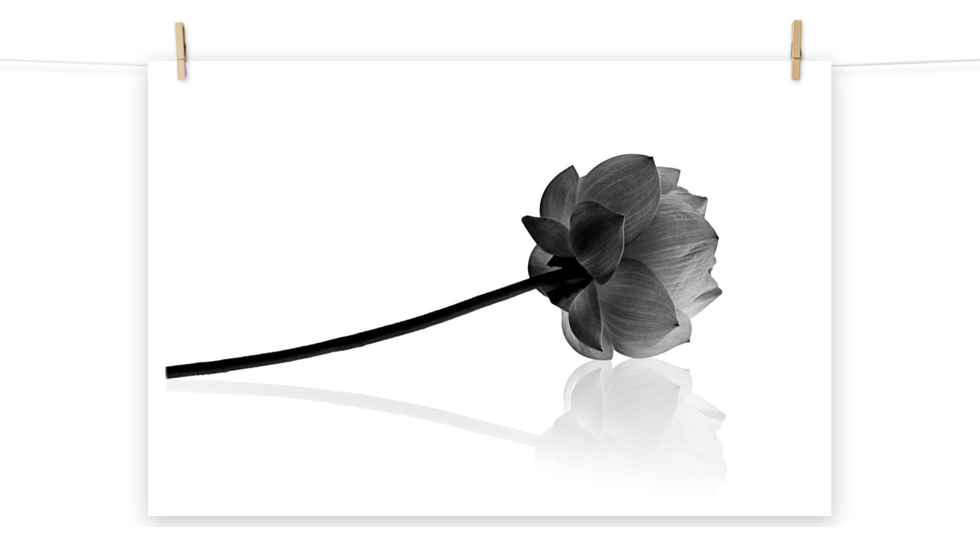 Stylized Flowers Wall Art Resting Lotus Flower Black & White Floral ...