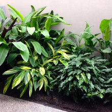 Tropical plants