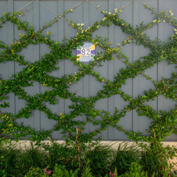Maple