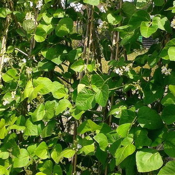 The Kitchen Garden