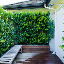 privacy hedges