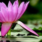 Pamela Pate-Walden's photo