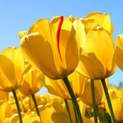 Norma Flores's photo