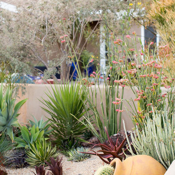 Frontyard Landscape - San Diego