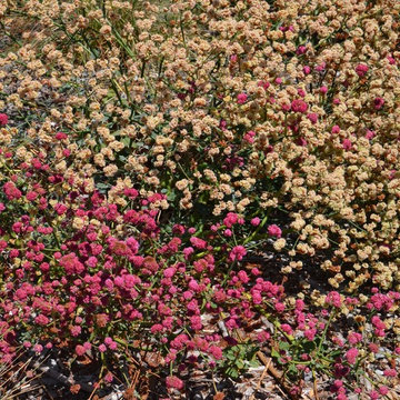 Naked buckwheat / Eriogonum nudum