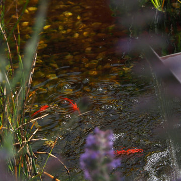 Un jardin haut en couleurs