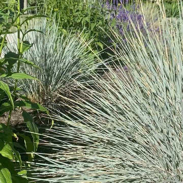 Brentwood Front Garden