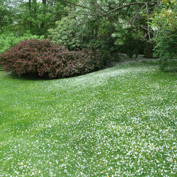 Apple Blossom fall on hillside