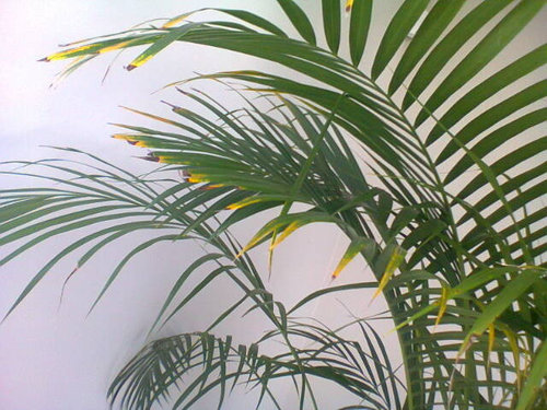Answers Bamboo Palm Leaf Tips Turning Yellow Brown Houzz