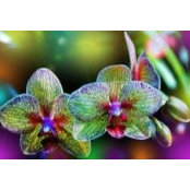 Sherree Olson's photo