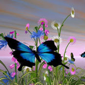 Cameron McNabb's photo