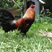 Edgar Oretos foto