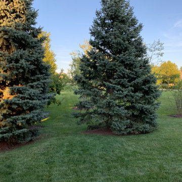 Colorado Blue/Green Spruce