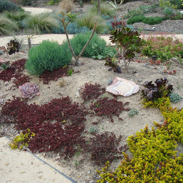 RR-Long Beach-Succulent mound