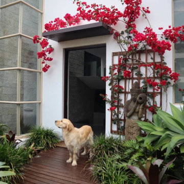 Tropical front entrance garden - Rose Bay