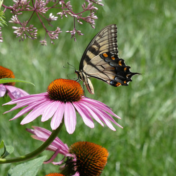Eastern Tiger Swallowtail 2