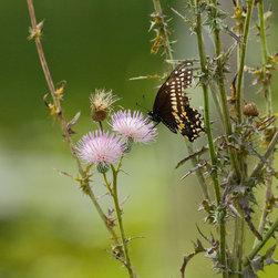 Butterfly with Tattered Wings - Nature Photogragh - Photographs