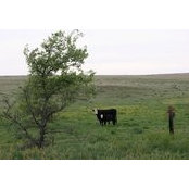 Clint Owens's photo