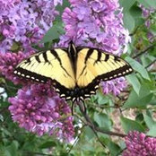Toni Vaught's photo