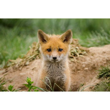 Coming Out (Baby Fox Pup) Wildlife Photography Unframed Wall Art Print, 12" X 18"