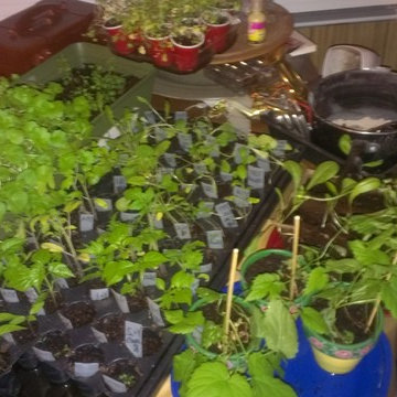 Growing into 2015 (Started 2000 plants inoors...)