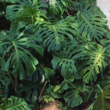 Individual Plant Photos # 1:Customer Aid (Not complete- hundreds will be here)