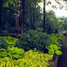 Shade plantings