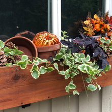 Window Boxes 2019