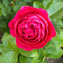 My Roses