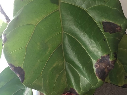 thespian Myrde kapre Fiddle Leaf Fig Brown Spots