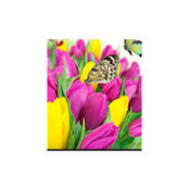 Doig Lauri's photo