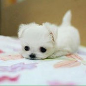 Tammy News foto