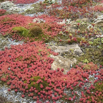 Gartenbau