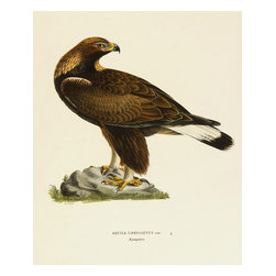 Golden Eagle, 1929, Print - Prints And Posters