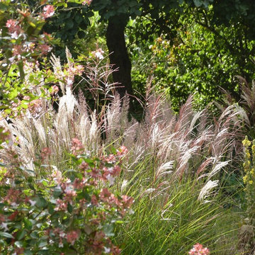 Miscanthus 'Ferner osten'