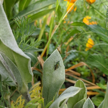 Potager en Permaculture