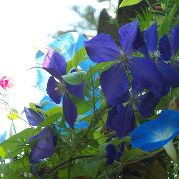 Clematis e ipomee