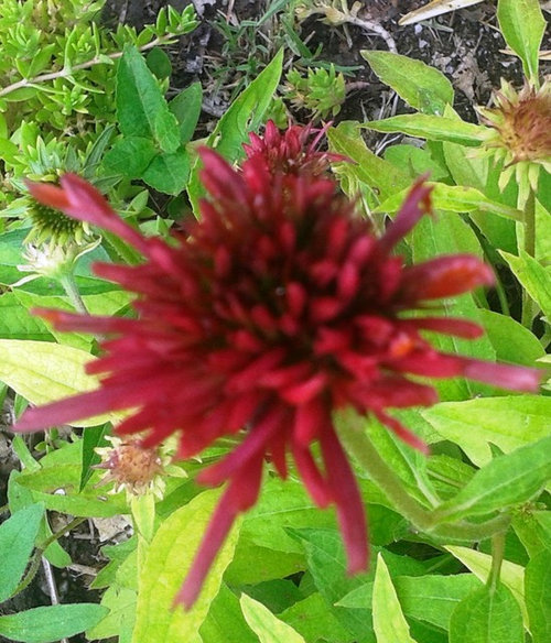 Coneflowers in Bloom