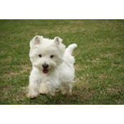 Archie Ryberg's photo