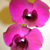 Lea Tiemi's photo