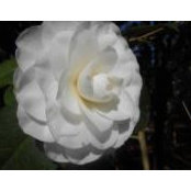 Brenda Otten's photo