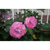 Sandy Vanrhee's photo